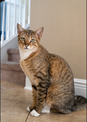 Photo of Lynx