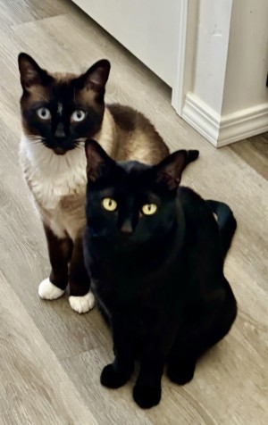 Photo of Sneaky