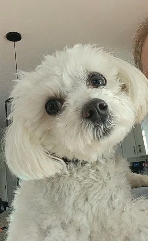 Photo of Lucky