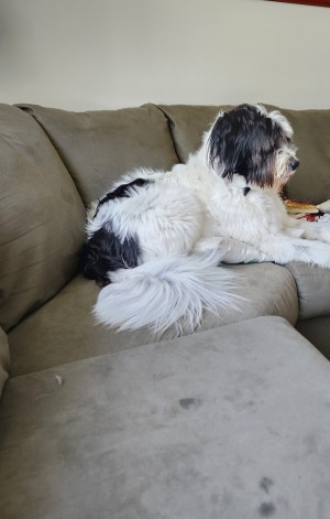 Photo of Sugar Sue