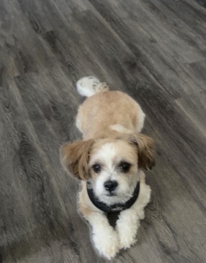 Photo of Chance