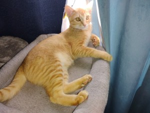 Photo of Milo