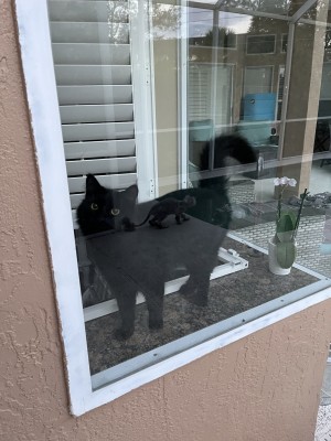 Photo of Raven
