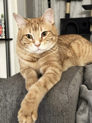 Photo of Enzo