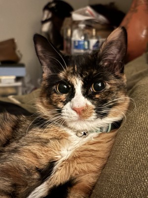 Photo of Milo