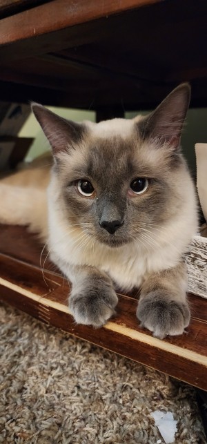 Photo of Cosmo