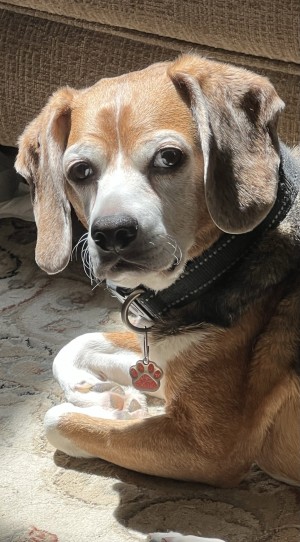 Photo of Alfie