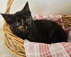 Photo of Elowen