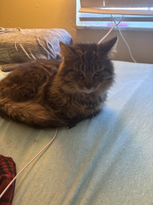 Photo of Bean