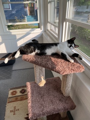 Photo of Luna (BooBoo Kitty)