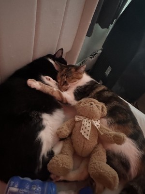 Photo of Nova