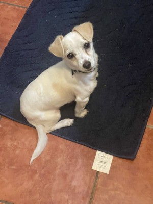 Photo of Paco