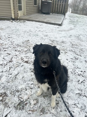 Photo of Jock