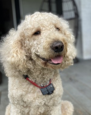 Photo of Frankie