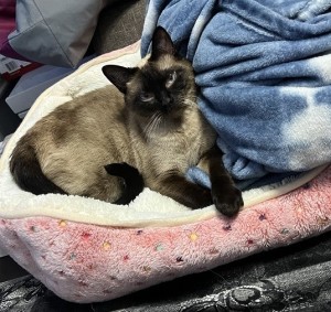 Photo of Simon