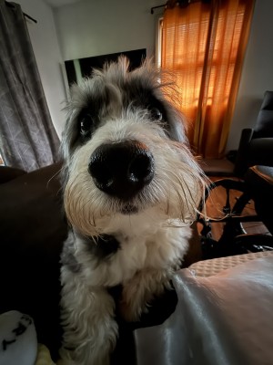 Photo of Finley