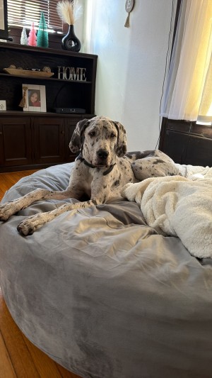 Photo of Coco