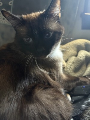 Photo of Echo