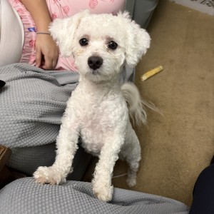 Photo of Prince
