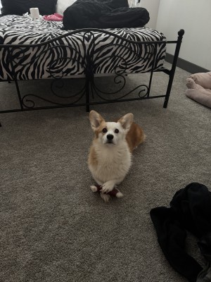 Photo of Lyla