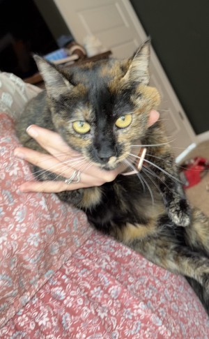 Photo of Buttercup