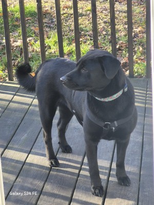 Photo of Penny