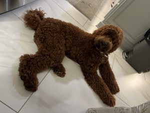 Photo of Harvey