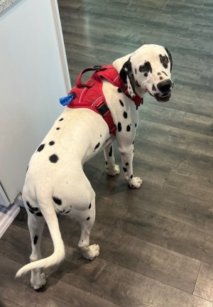 Photo of Milo