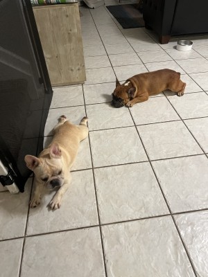 Photo of Duke & Ella