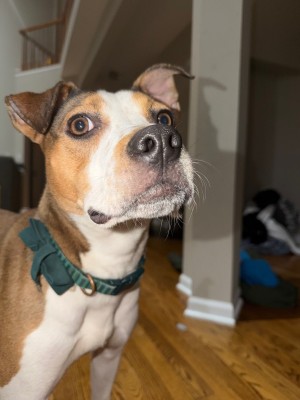 Photo of Scooter
