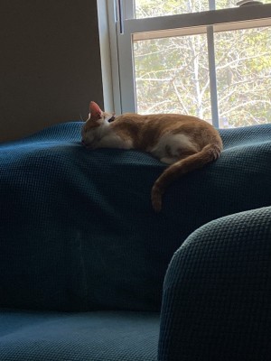 Photo of Simba Cattavious Meowquan