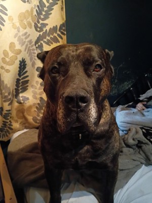 Photo of Simba