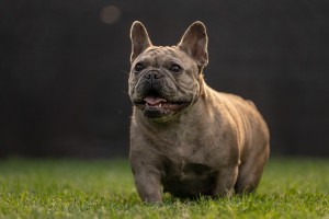 Photo of Luna