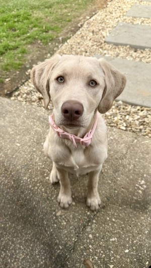 Photo of Stella