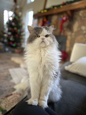 Photo of Archimedes