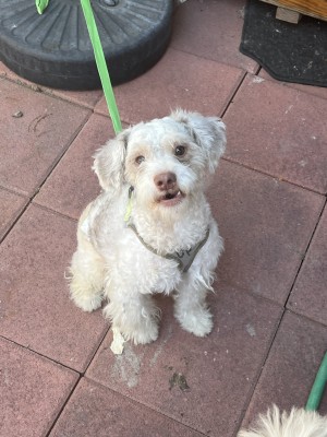 Photo of Gordo