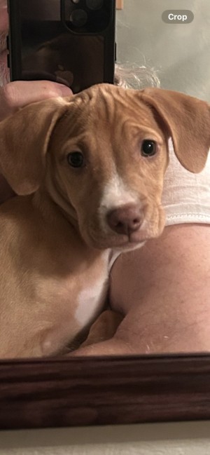 Photo of Stella
