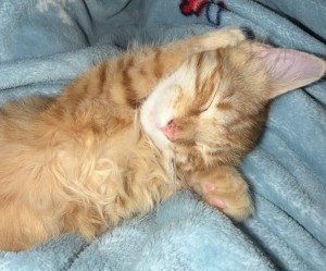 Photo of Ronald
