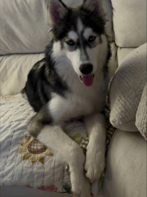Photo of Octavia