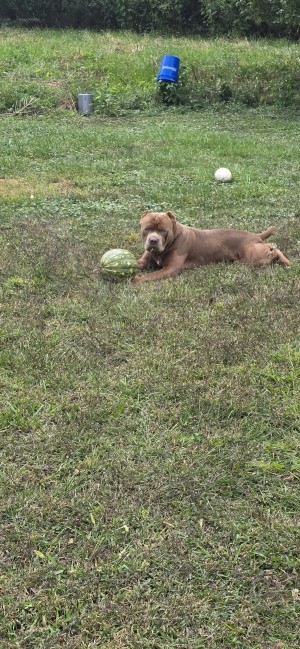 Photo of Bruce