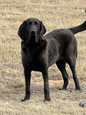 Photo of Sarge