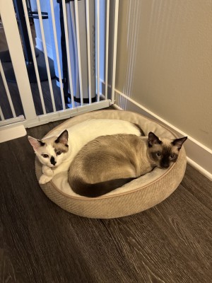Photo of Neptune & Pookie