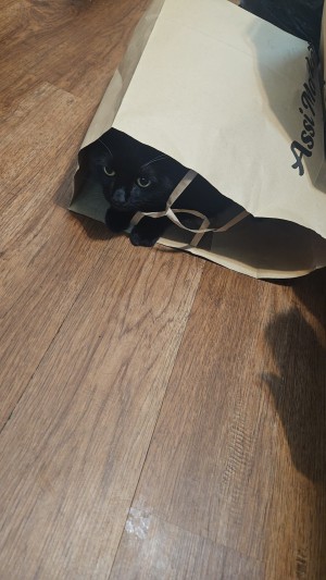Photo of Grim