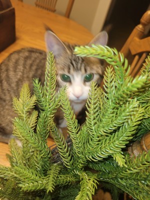 Photo of Bambina