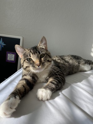 Photo of Mittens