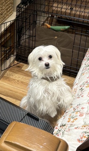 Photo of Coco
