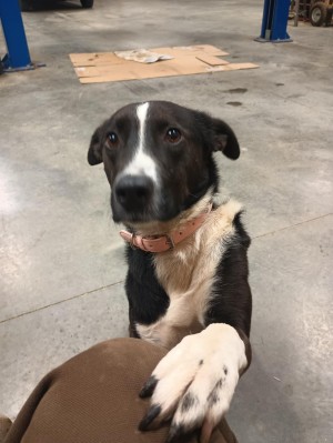 Photo of Ruby