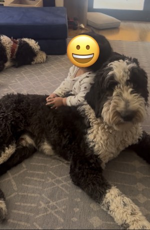 Photo of Oreo