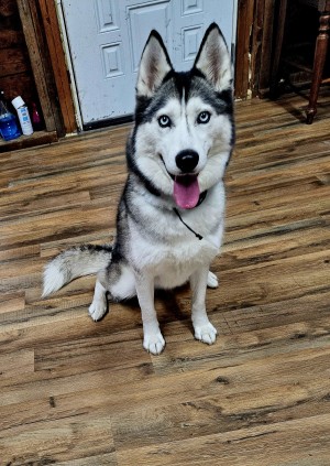 Photo of Astra