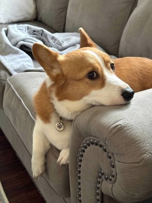 Photo of Stella
